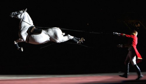 The Lipizzaners of South Africa